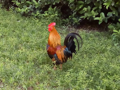 [A tan, red, and black rooster standing in the grass. Its curved tail is black as are parts of its main body. The rest of the main body is maroon and light brown. Its neck is light brown and it has a red crown on its head and red hanging from under its beak.]
